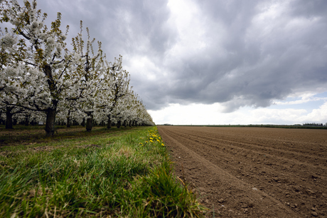 Haspengouw, dé Belgische fruitstreek. 2026.