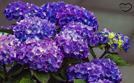 Hortensia