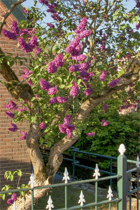 Seringenboom