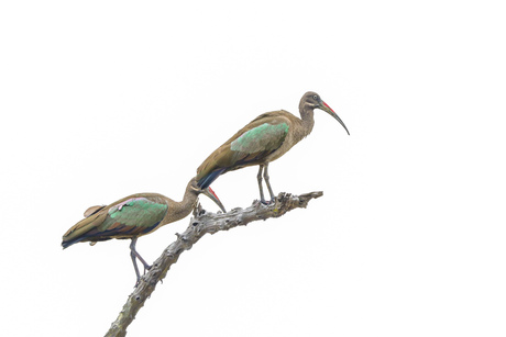 Hadada-Ibis