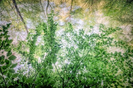 De Verborgen Longen van de Stad.