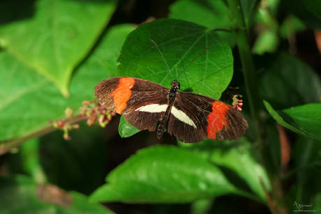 Heliconius melpomene