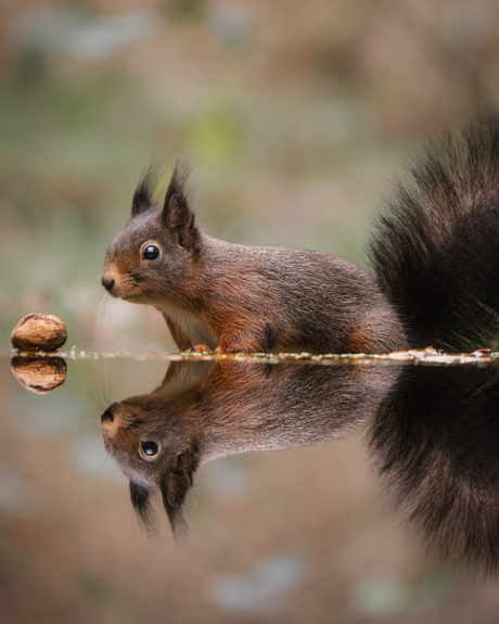 Eekhoorntje 