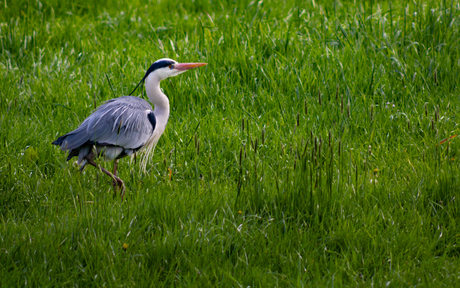 Reiger