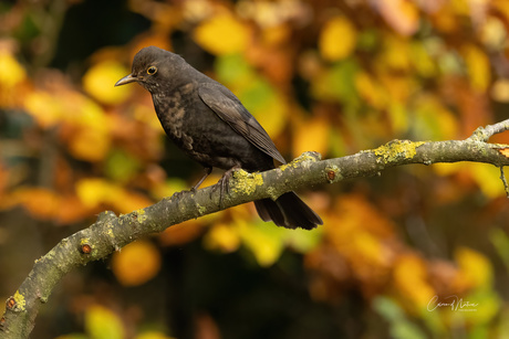 Merel vrouw in herfst setting