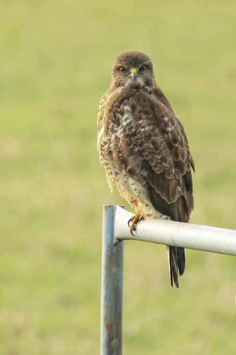 Buizerd