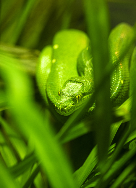 groene spitskopslang