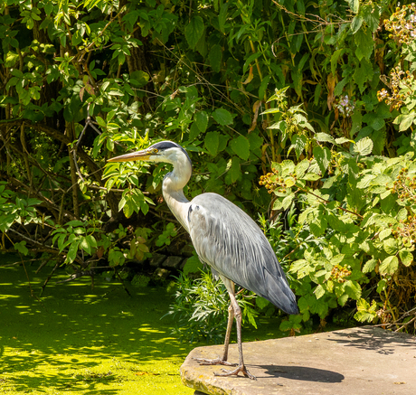 Reiger of règâh?