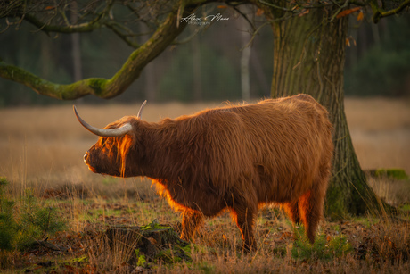 Schotse hooglander in warm licht