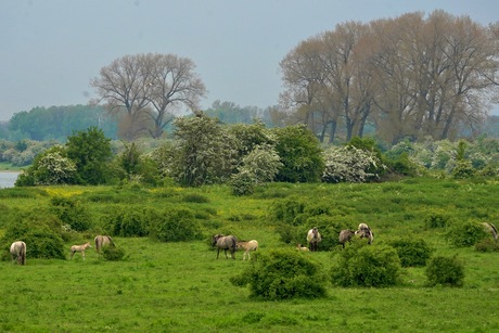 Konik-kudde bij de Bisonbaai
