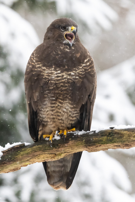 buizerd