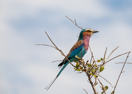 Vorkstaartscharrelaar 