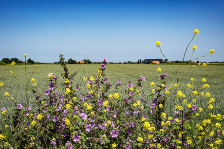 Schouws landschap