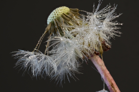 Paardenbloem