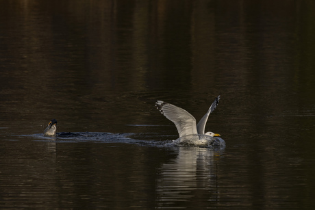 pontische meeuw op de vlucht