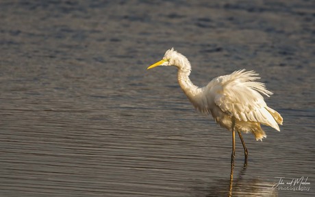 Zilverreiger maakt zijn toilet