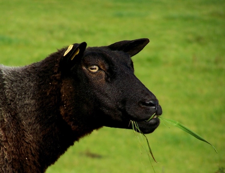 Mouton noir