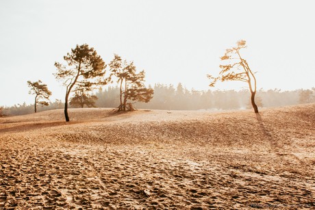 Sahara