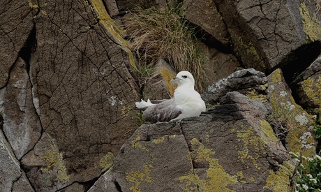 Noordse Stormvogel 