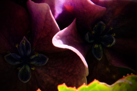 Hortensia