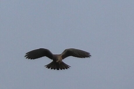 roofvogel langs de beek