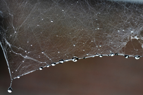 Spinneweb