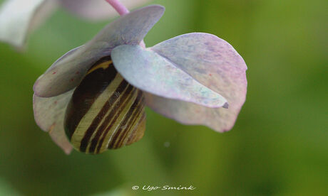 Even lekker snuiven.