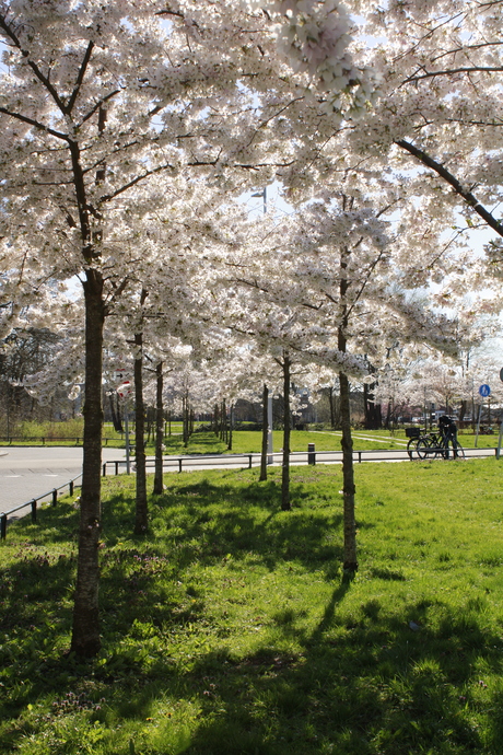 Witte bloesems