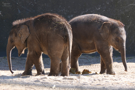 Baby olifantjes genieten van het weertje