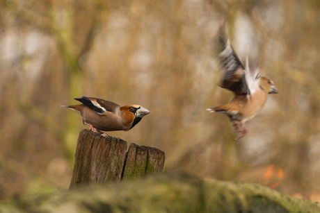 Zichzelf ontstijgend...