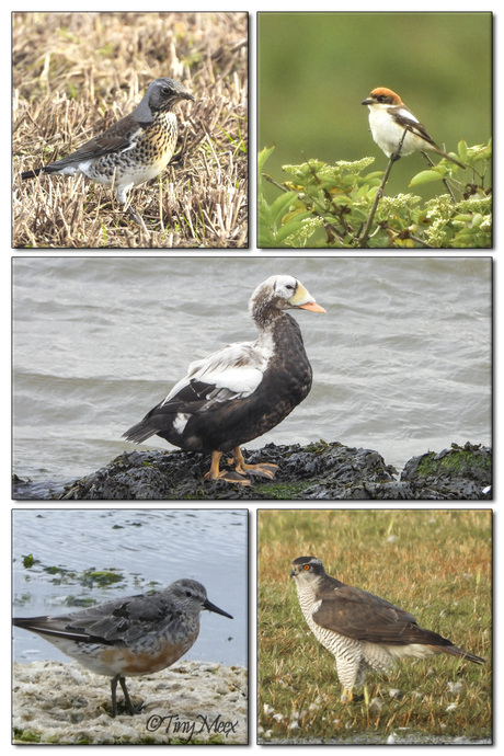 Mijn nieuwste foto's van 2025