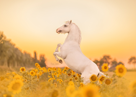 Sunflower pony