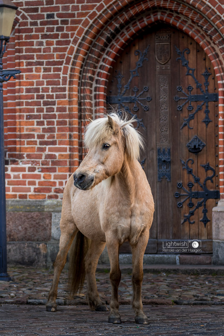 Stjönubirtna in Ribe