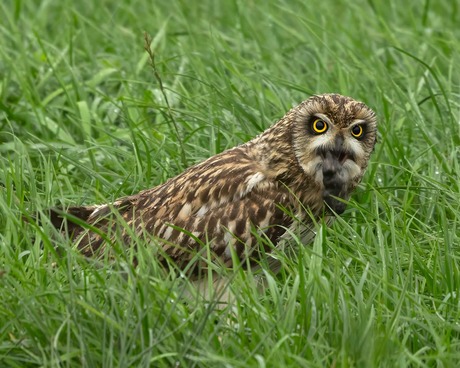 Velduil met braakbal