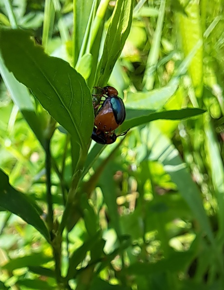 Duizendknoophaantje