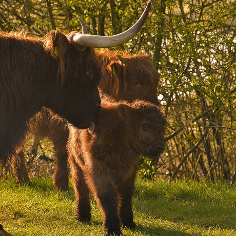 Schotse hooglanders  