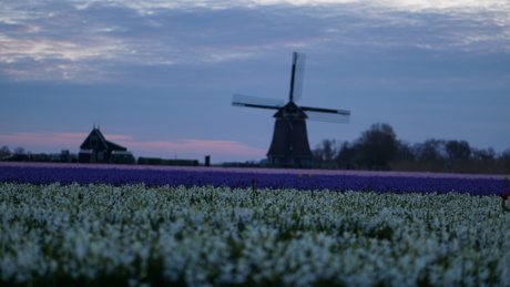Molen