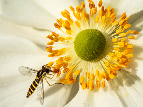 Genieten van de heerlijke honing meeldraadjes