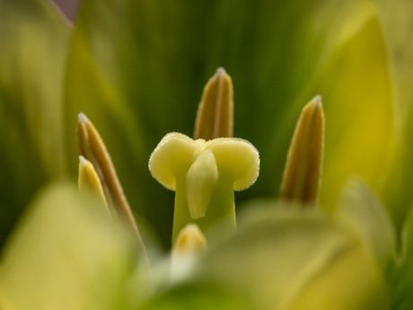 Hart van groengele tulp