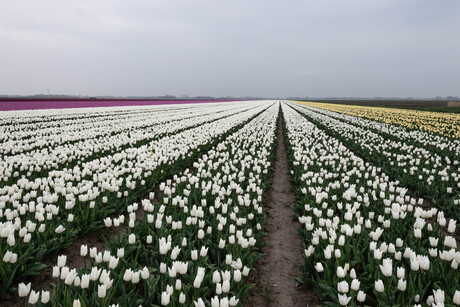 Witte tulpenveld