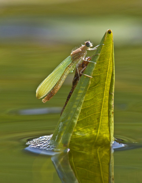 Uitsluipend juffertje
