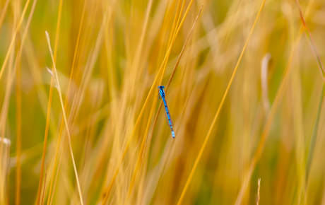 Juffer in het riet