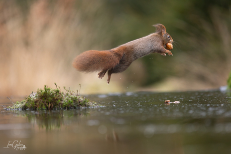 Jump!