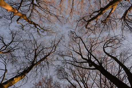 Hoge bomen vangen veel wind