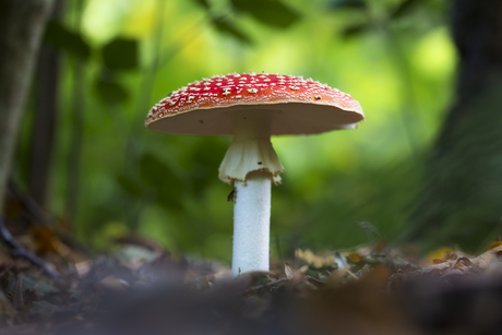 Vliegenzwam in het Amsterdamse Bos