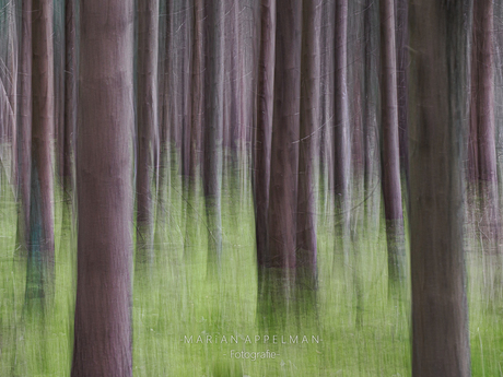 Dennenbos ICM