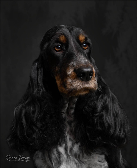 Soof, Engelse Cocker Spaniel