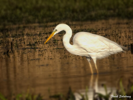 Zilverreiger