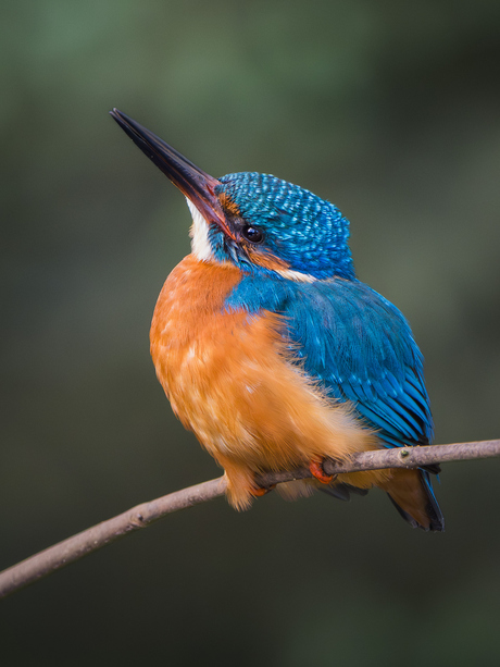 Ijsvogel