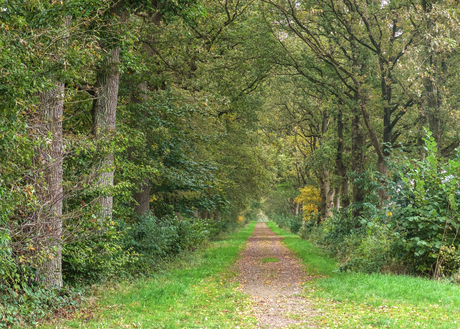 Mildwolda Forest Path